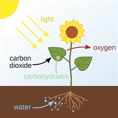 do flowers do photosynthesis? An Insightful Exploration into the Interconnection Between Flora and Life Processes