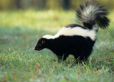 do skunks eat flowers? While the question of whether skunks consume flowers might seem odd at first glance, it actually opens up a fascinating discussion about the dietary habits and foraging behaviors of these intriguing animals.