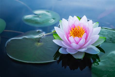 how long do lotus flowers last: Delving into the Symbolism, Beauty, and Ephemeral Nature of These Aquatic Blossoms