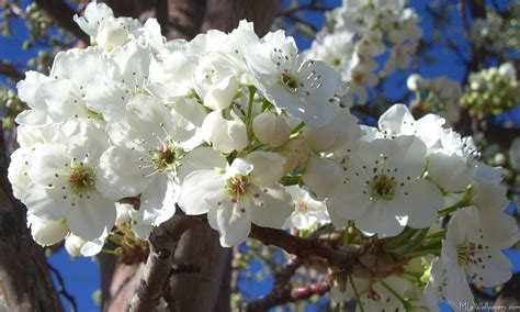 What are the Trees with White Flowers Blooming Now and How Do They Inspire Literary Creations?