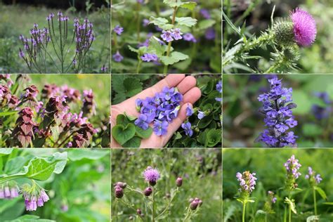 what are the weeds with purple flowers called? Have you ever wondered about the origins and meanings behind these charming blooms?